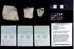 NHMW-GEO-2007z0149-0204_Ol_01.tifGalatheoidea indet.  (NHMW-GEO-2007z0149-0204)